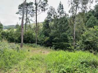Grassy trail surrounded by mature forest ideal for eco retreat in Boquete mountain land