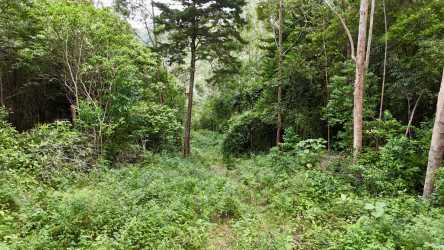 Dense forest with tall trees and overgrown path in Jaramillo Boquete perfect for nature lovers