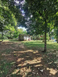 Spacious garden landscape with natural trees in rural Panama near playa reina