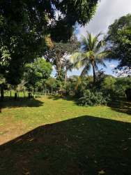 Tropical fruit trees land plot with lush greenery close Playa Reina Panama