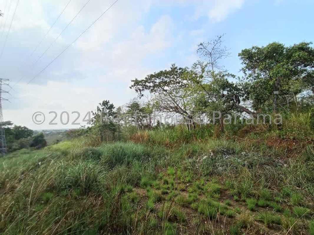 Grassy terrain with dirt road and mature trees in development zone Pedregal Panama
