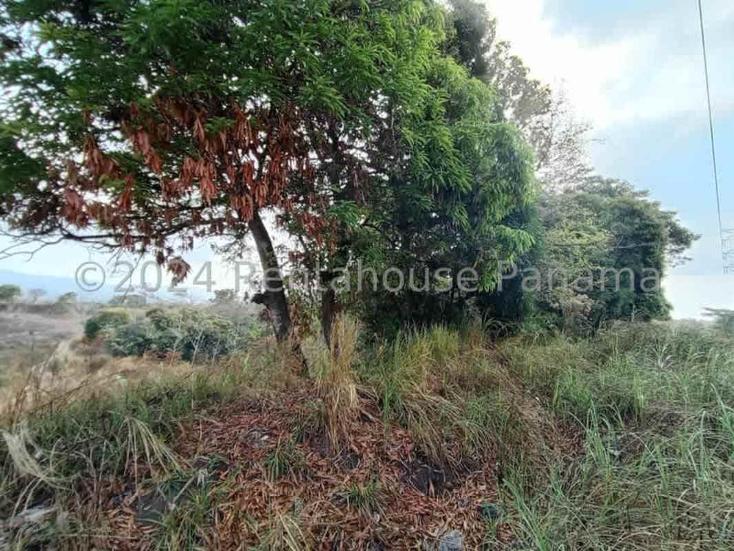 Vacant development land with natural terrain and utility access Pedregal Panama