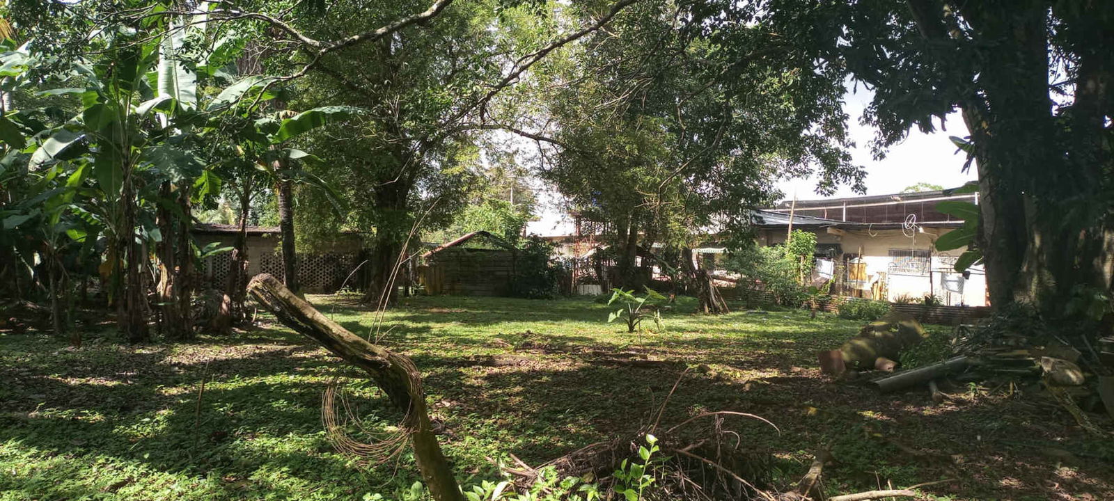 Spacious backyard area with banana trees and vegetation on Villalobos investment land
