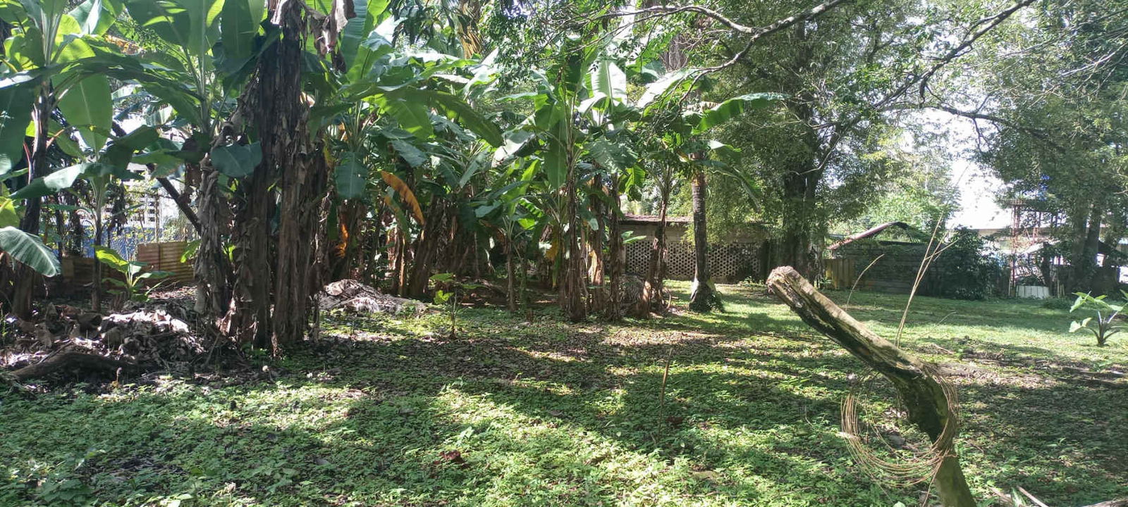 Tropical greenery and banana plants on large developable land Villalobos Panama