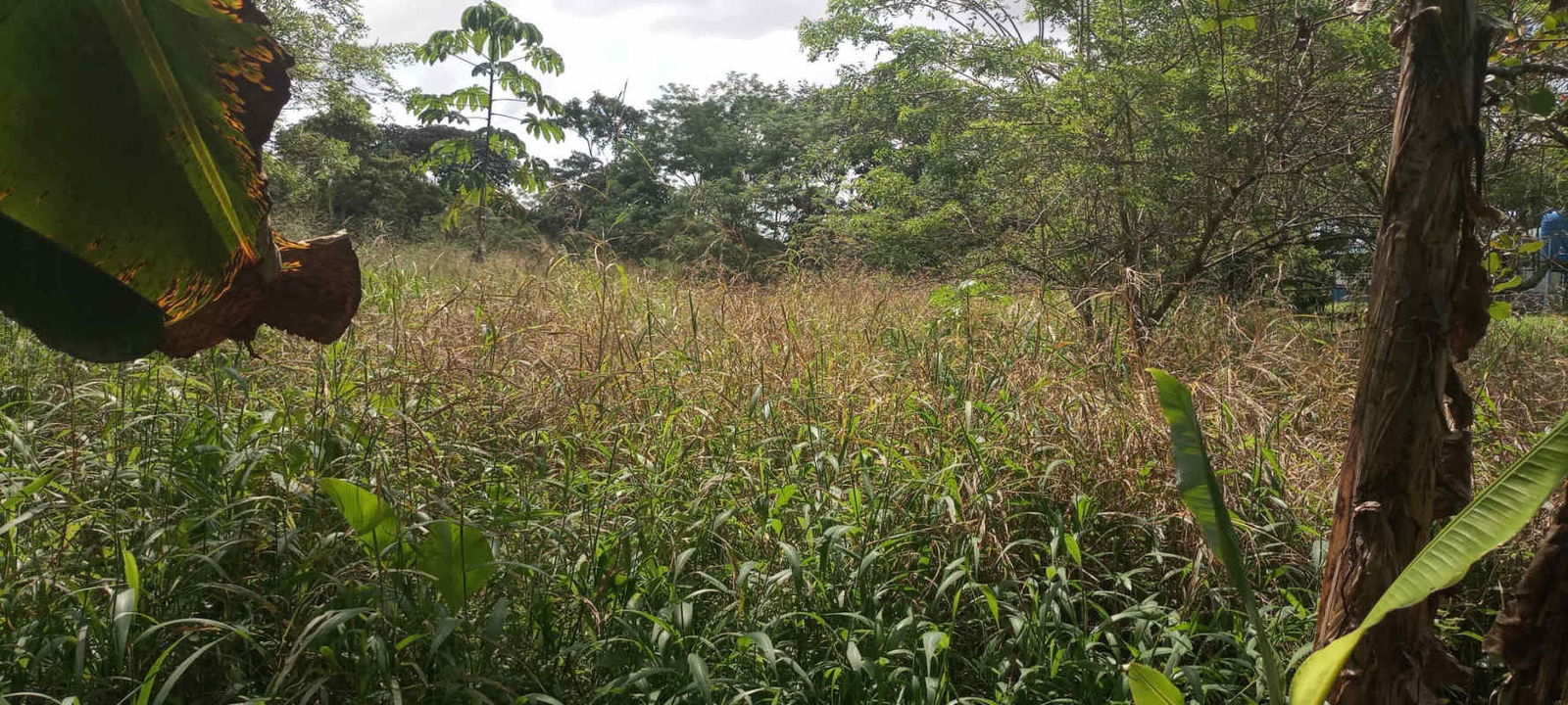 Overgrown natural grass landscape ideal for development Pedregal land plot Panama City