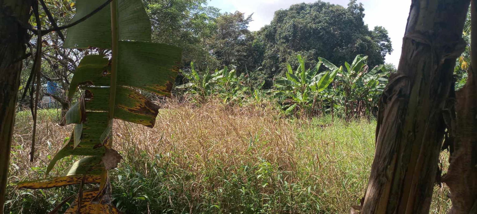 Banana plantation and natural landscape segment of large investment land Pedregal Panama