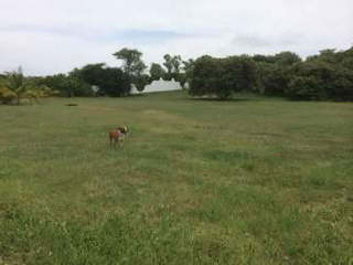 Land for Sale in San Carlos - 0 bedrooms