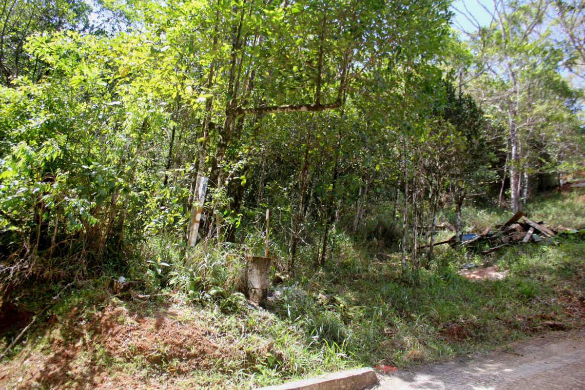 Thick vegetation along dirt path in mountain forest setting Cerro Azul Panama
