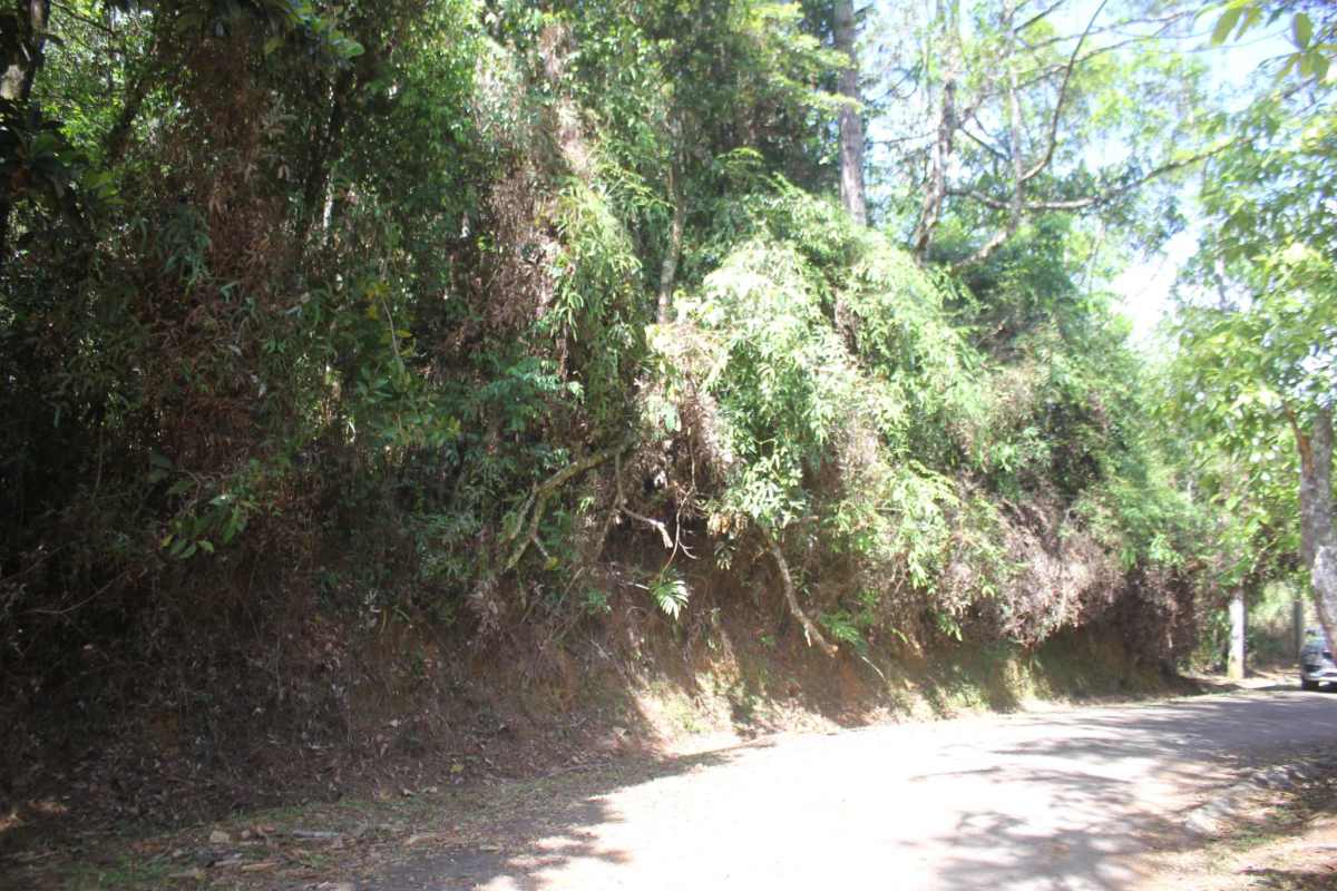 View of forested area with dense pine trees and mountain vegetation in Cerro Azul Panama