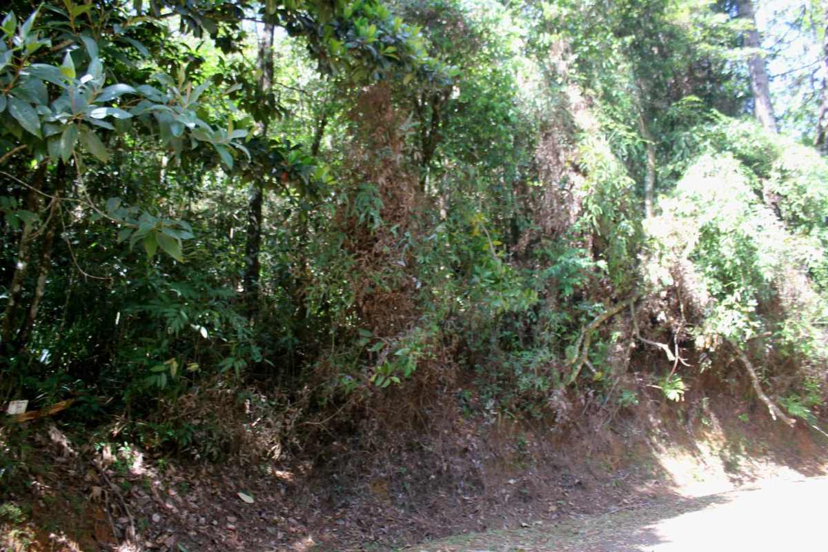 View over densely wooded sloped lot with pine and native forest in Cerro Azul