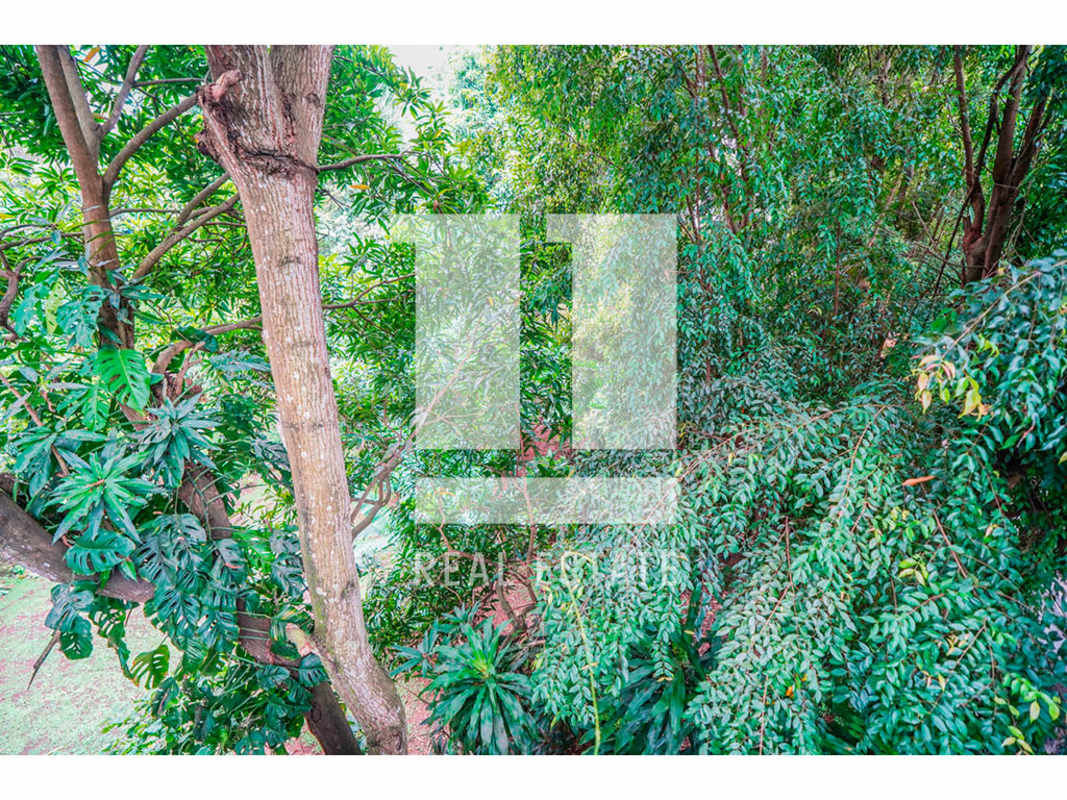 Dense tropical plants and large trees around La Cresta building Panama City