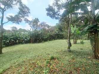 Large open grassy lot with tropical trees and banana plants for sale Palmira Boquete Panama