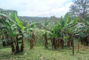 Banana plants and lush greenery on agricultural land Palmira Abajo Boquete for sale Panama