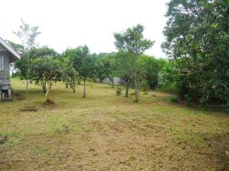Large open garden with mature citrus trees on mountain cabin property in Paso Ancho Chiriquí