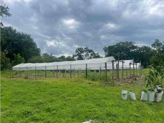 Large farm terrain with trees and planted teak in Vista Hermosa Penonome Panama