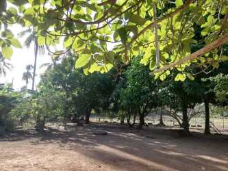 Open yard with mature trees and rustic country house for sale Panama