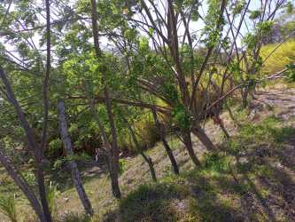 Trees and brush on rural land plot near San Carlos beaches Panama