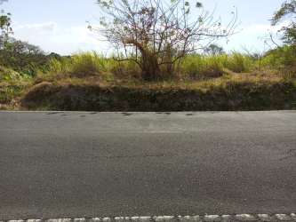 Roadside image with natural vegetation bordering beach access area