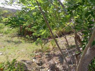 Greenery and natural rural landscape near coastal property for sale