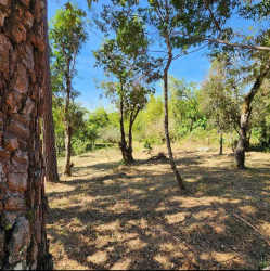 Open wooded mountain lot with mature trees in Jaramillo Boquete Panama