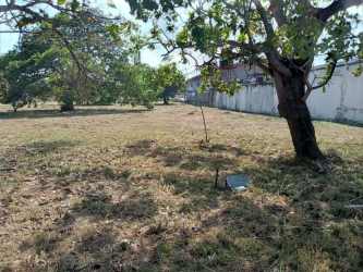 Flat open commercial land with some trees and perimeter fencing in Penonomé, Panama