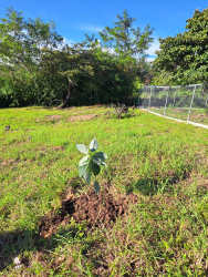 Vacant 3201m2 land lot partly fenced young planted trees in Coclé Panama