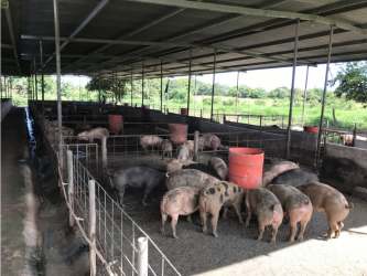 Covered livestock facility with concrete flooring, pens and feeding areas Antón Coclé Panama