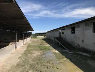 Exterior livestock handling area with open-sided shelters at agricultural property in Antón Coclé Panama