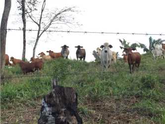 Cattle herd grazing on green hill with trees and fence at rural farm in Coclé
