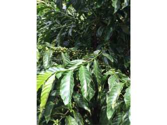 Close-up of coffee plants with green leaves and berries in agricultural land setting