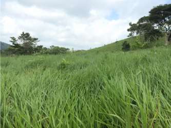 Open grassy field with scattered trees on gently rolling terrain under partly cloudy sky