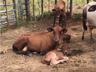 Cows and calves resting inside fenced dirt livestock corral on ranch in Coclé