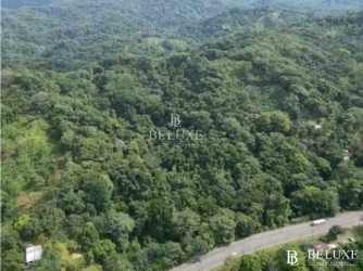 Aerial photo of treetops and gently rolling terrain on Colón investment plot
