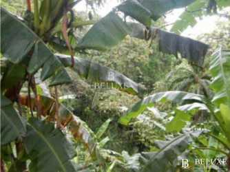 Forested land with jungle vegetation next to Transístmica highway Colón Panama