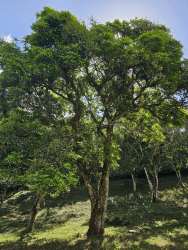 Semi-wooded grassy lot in mountain region Coclé ready for building or farming