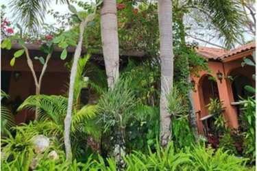 Palm tree plantation with mature trees multiple species Estate Las Palmas Gorgona Chame Panama