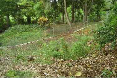 Santa Clara Panama vacant lot with trees and tropical vegetation near Pacific beaches