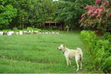 Large empty land parcel with lush greenery near Pacific beach in Santa Clara Panama