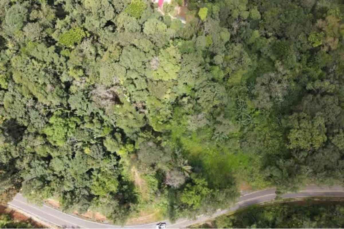 Lush dense forest canopy with winding road below in mountain land Panama for sale