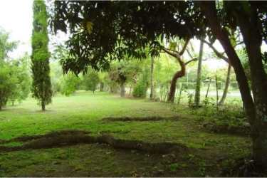 Shaded natural area with trees on flat land parcel ideal for vacation home near beach in Santa Clara Panama