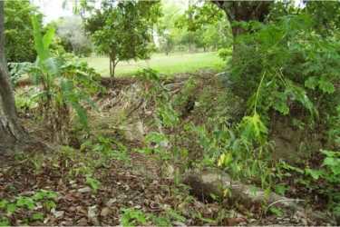 Open grassy area with mature trees perfect for villa construction on residential lot for sale in Santa Clara Panama