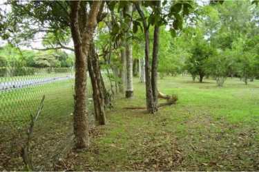 Wooded lot with mature tropical trees providing shade in Santa Clara Panama prime location