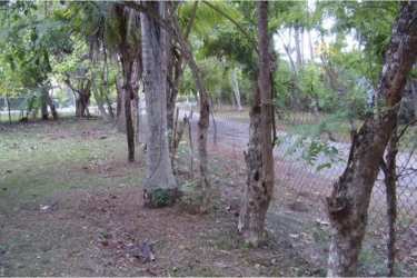 Semi-rural parcel with mature trees, wire fence and dirt path perfect for eco-friendly home in Santa Clara Panama