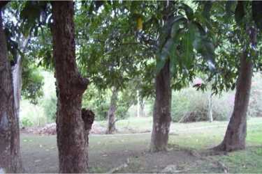 Raw natural terrain with dense vegetation perfect for residential development or eco project in Santa Clara Beach Panama