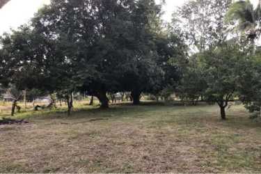 Large lot with grass, mature trees and building potential in Nueva Gorgona near beach