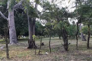 Open plot with scattered mature trees ready for building residential or mixed use