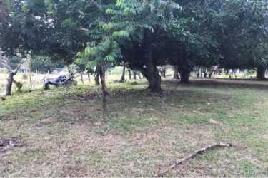 Vacant property with large trees and shaded areas in Nueva Gorgona near Pacific coast