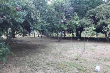 Large garden with mature shaded trees in Nueva Gorgona Panama ready to build
