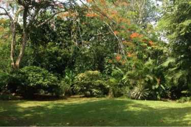 Tropical garden with trees, lawn, and flowering plants on Panama land
