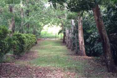 Green grassy path bordered by trees and foliage in La Chorrera property Panama Oeste